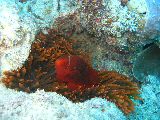 Foto: Great Barrier Reef